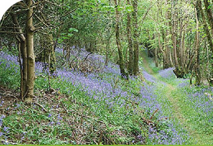 Peregrine Lodge - Idillic Cornwall Retreat Liskeard Eksteriør billede